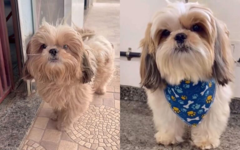 Cachorro vai ao petshop para tomar banho