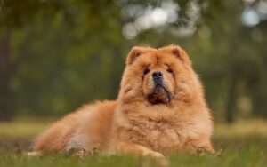 Chow Chow é agressivo
