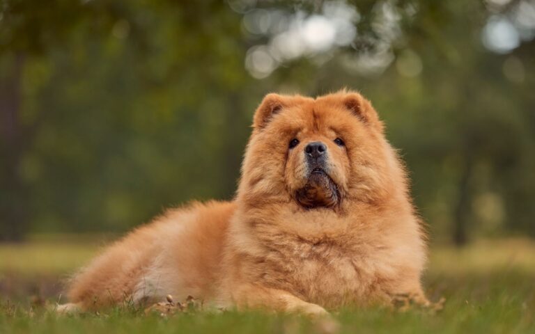 Chow Chow é agressivo