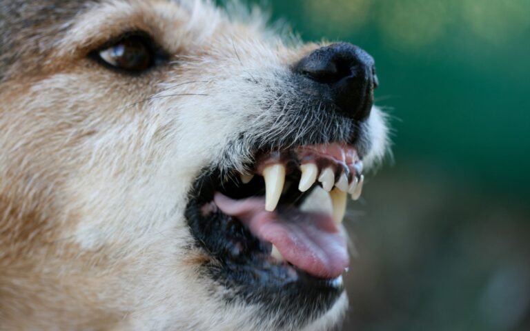 Porque agosto é o mês do cachorro louco