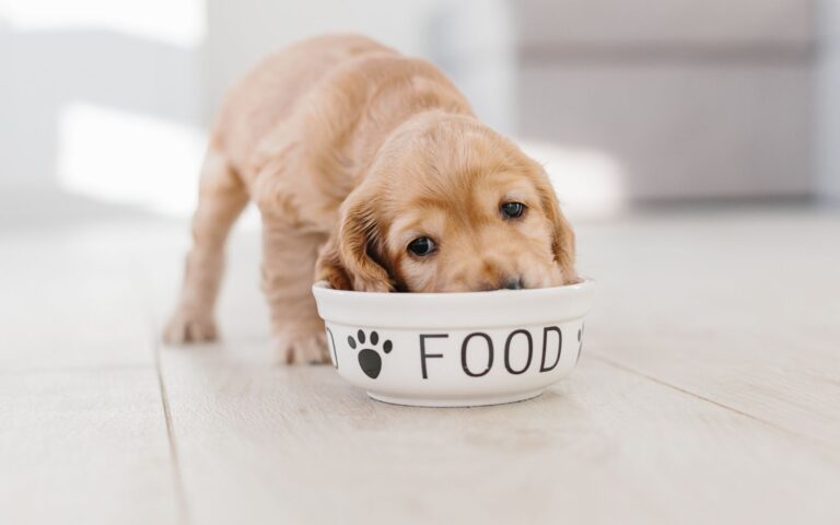 Qual a melhor ração para filhotes de cachorro