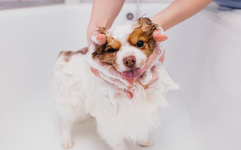 Qual melhor shampoo para filhotes de cachorro