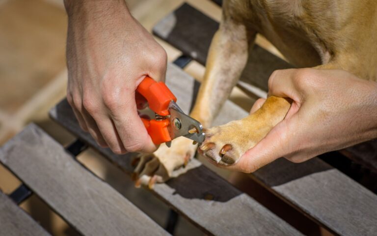 Qual o melhor alicate para cortar unha de cachorro