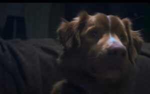 Trailer de Good Boy traz cachorro como protagonista de filme de terror