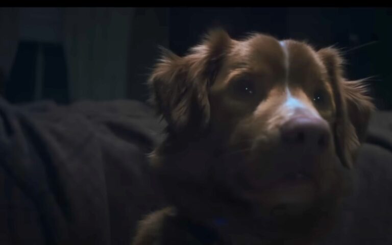Trailer de Good Boy traz cachorro como protagonista de filme de terror