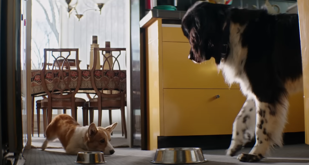 4 vidas de um cachorro