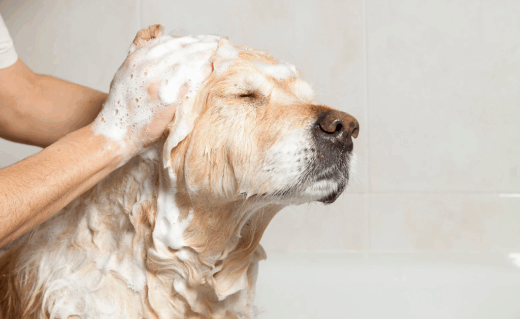 Shampoo para Golden Retriever