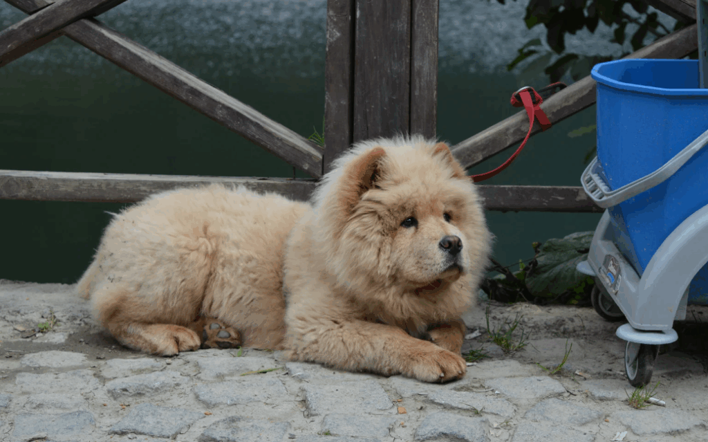 Chow Chow é agressivo