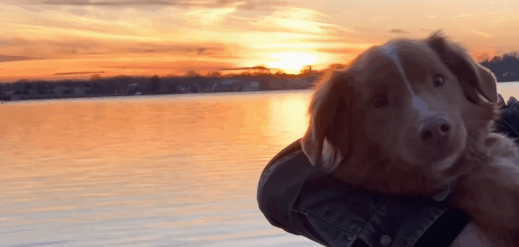 Trailer de Good Boy traz cachorro como protagonista de filme de terror