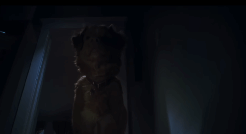 Trailer de Good Boy traz cachorro como protagonista de filme de terror