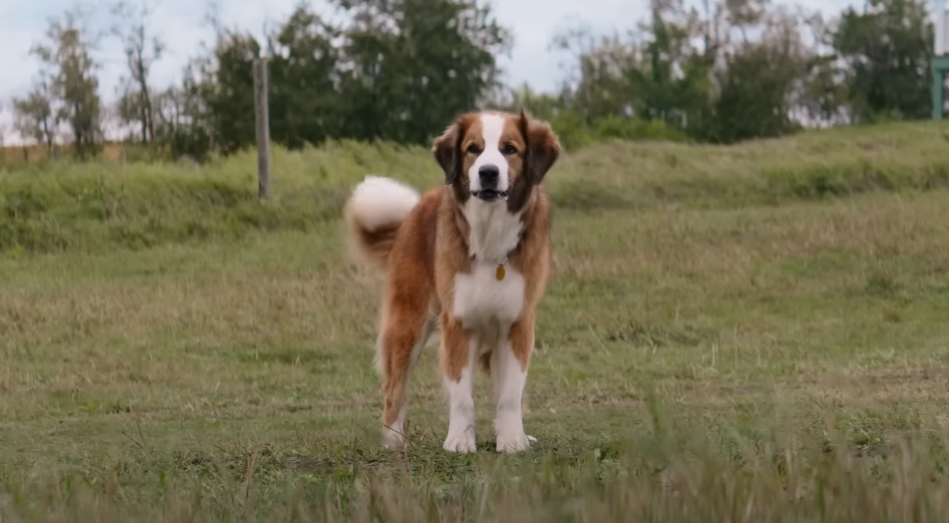 4 vidas de um cachorro