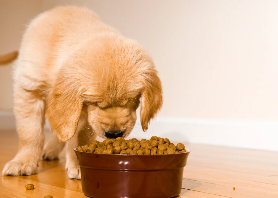 Qual a melhor ração para filhotes de cachorro