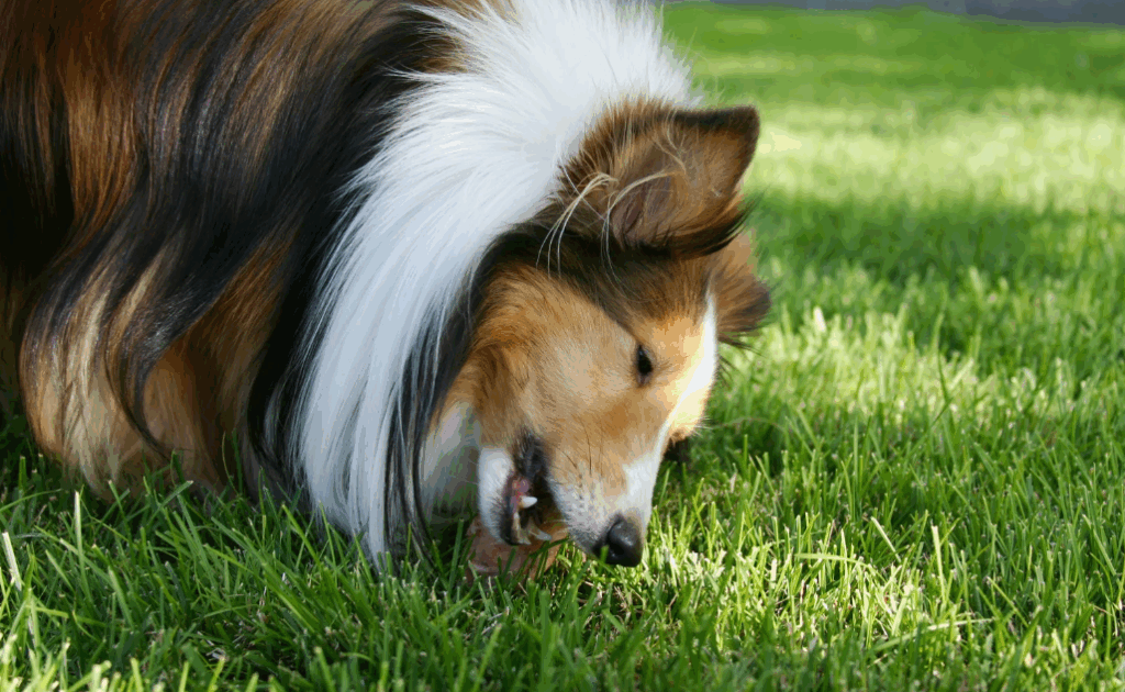 Cachorro pode comer frango desfiado