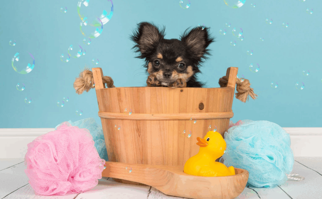Qual melhor shampoo para filhotes de cachorro