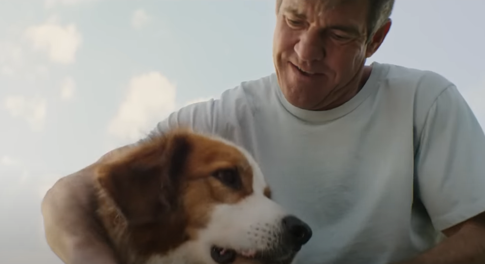 4 vidas de um cachorro