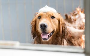 shampoo para golden retriever​