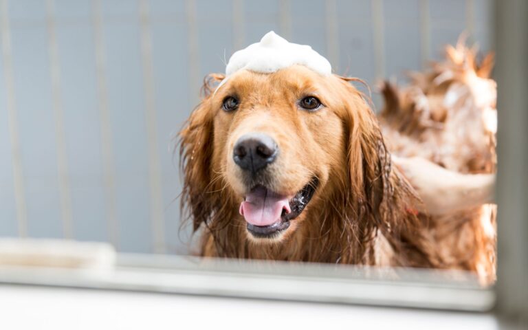 shampoo para golden retriever​