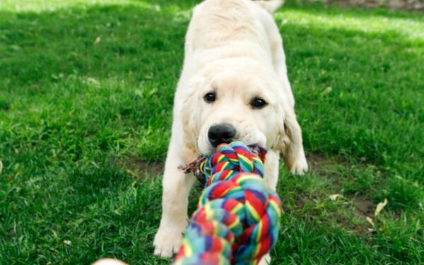 Brinquedinho para cachorro filhote