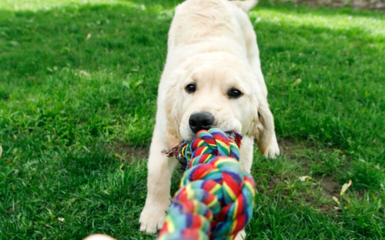 Brinquedinho para cachorro filhote