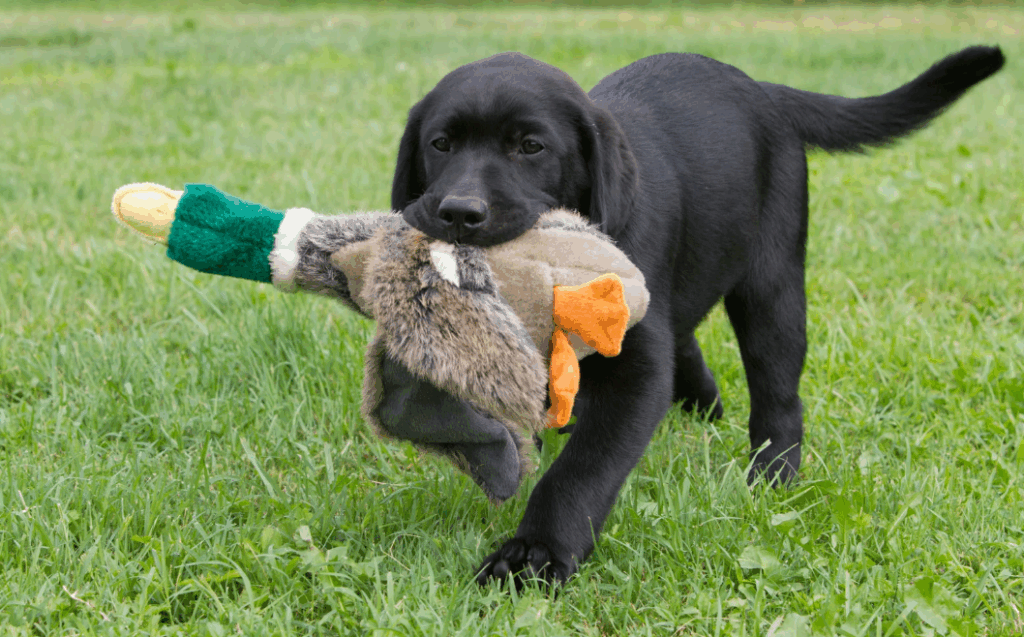 Brinquedinho para cachorro filhote