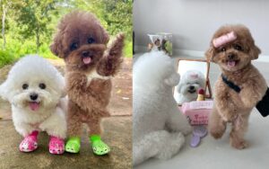 Bichon Frisé faz caras e bocas e viraliza na internet