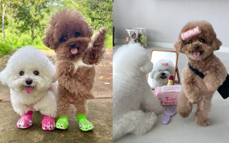 Bichon Frisé faz caras e bocas e viraliza na internet