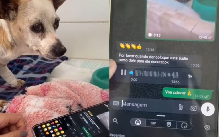 Cachorro doente reage à voz do dono