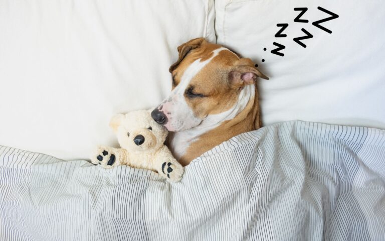 Cachorro sonha quando dorme