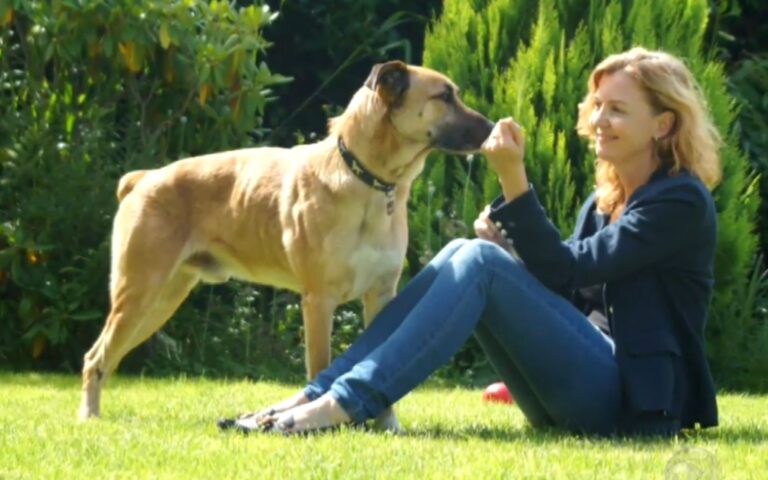 Cão é adotado por aeromoça alemã na Argentina