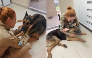 Cão policial é submetido à eutanásia no Paraná