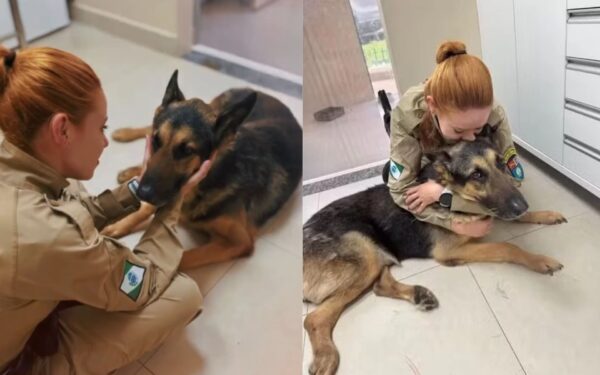 Cão policial é submetido à eutanásia no Paraná