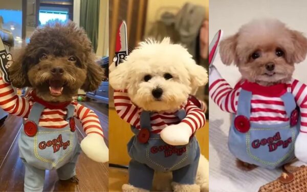 Fantasia do Chucky para cachorro