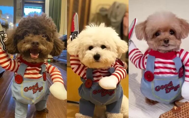 Fantasia do Chucky para cachorro: deixe seu peludo assustador neste Halloween 1 Fantasia do Chucky para cachorro