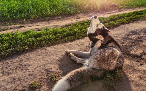 Nexgard 10kg a 25kg original