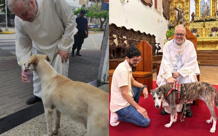 Padre em Caruaru resgata cães e põe em adoção nas missas 3 Padre em Caruaru resgata cães e põe em adoção nas missas