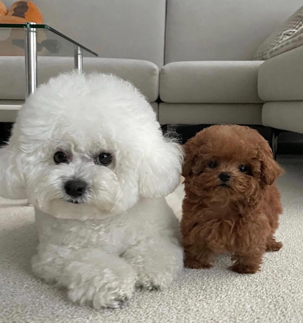 Bichon Frisé faz caras e bocas e viraliza na internet