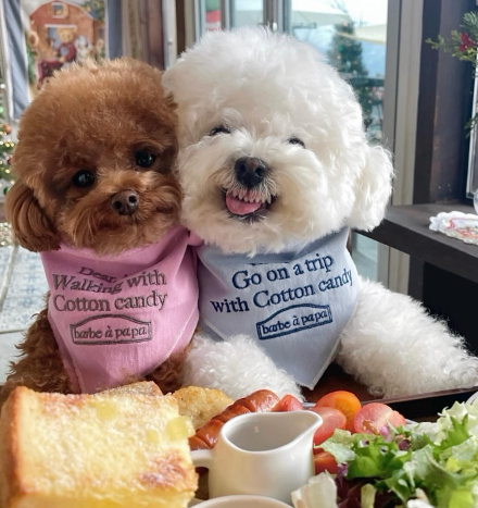 Bichon Frisé faz caras e bocas e viraliza na internet