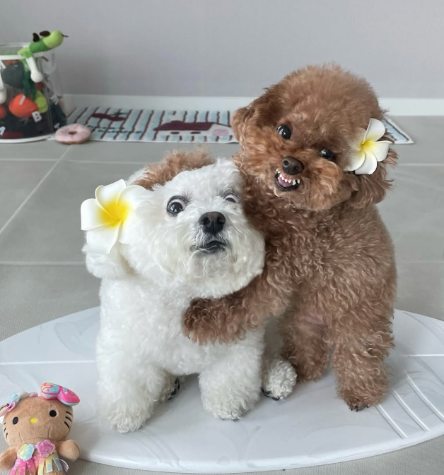 Por que a gente ADORA vídeos de cães