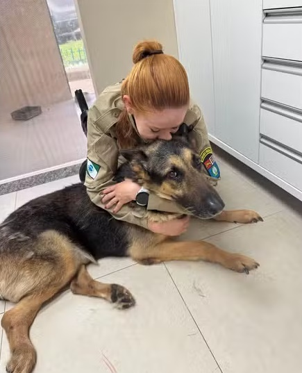 Cão policial é submetido à eutanásia no Paraná: Cão policial é submetido à eutanásia no Paraná