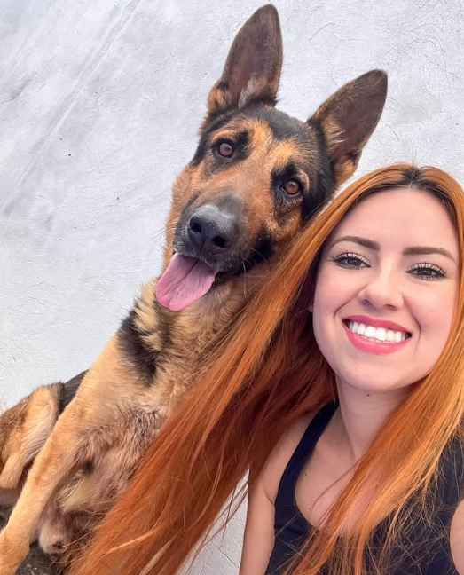 Cão policial é submetido à eutanásia no Paraná: Cão policial é submetido à eutanásia no Paraná