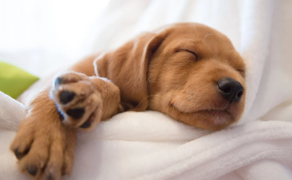 Cachorro sonha quando dorme