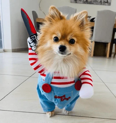 Fantasia do Chucky para cachorro: deixe seu peludo assustador neste Halloween 3 Fantasia do Chucky para cachorro