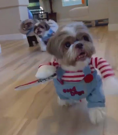 Fantasia do Chucky para cachorro: deixe seu peludo assustador neste Halloween 7 Fantasia do Chucky para cachorro