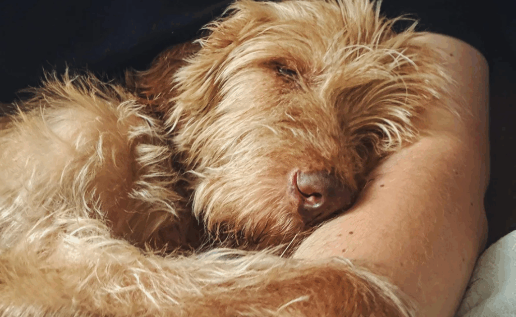 Cachorro sonha quando dorme