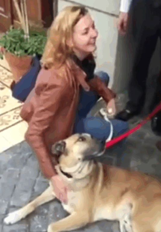 Cão é adotado por aeromoça alemã na Argentina