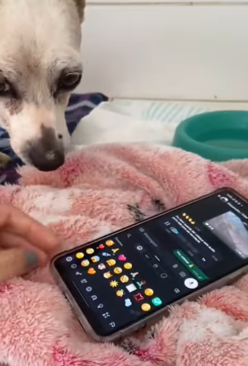 Cachorro doente reage à voz do dono