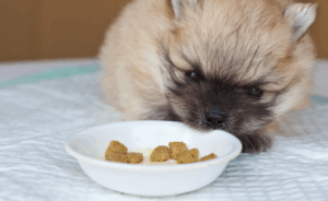 Até que idade o cachorro come ração de filhote