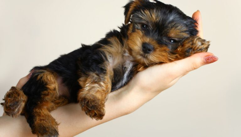 Como dar banho em filhote de cachorro com 45 dias? Cuidados para tutores de primeira viagem 1 Com quanto tempo pode dar vermífugo para cachorro filhote