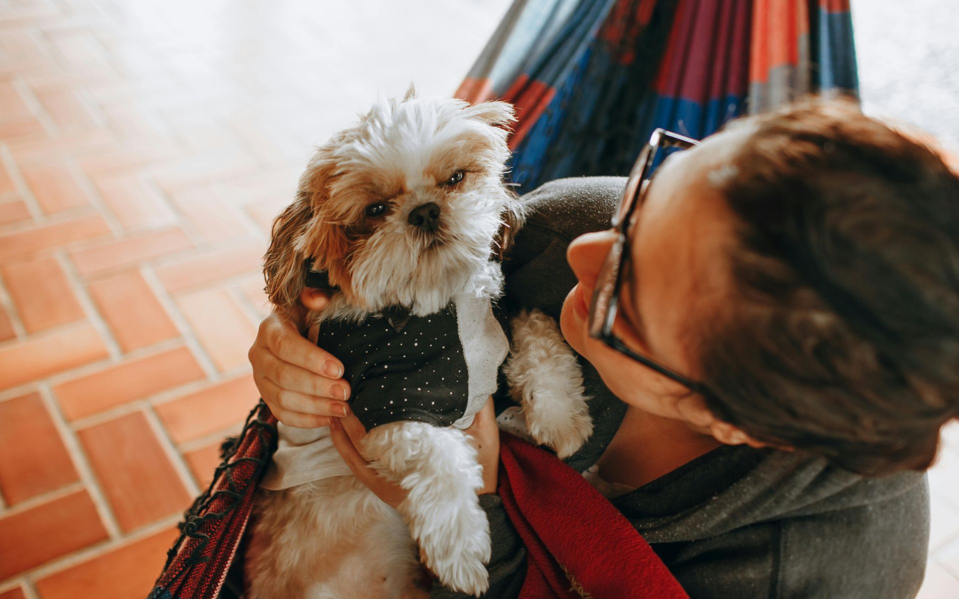 Como cuidar de um Shih Tzu: guia para novas tutoras (2026) 1 como cuidar de um Shih Tzu