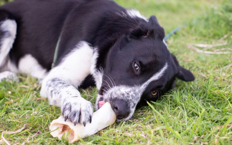 Casco de vaca para cachorro: o petisco natural que seu peludo merece 1 Casco de vaca para cachorro